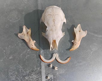 Real Squirrel Skull
