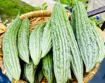 Philippine Heirloom Long Bittermelon or Bittergourd Seeds ( Filipino Ampalaya Seeds ) 15 pcs