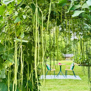 May include: A lush garden scene featuring long, green beans cascading from a leafy archway. In the background, a small table and two chairs are set on a patterned blanket, creating a serene outdoor dining area. The scene is bathed in natural light.