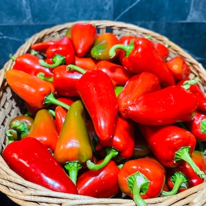 Philippine Sweet Red Pepper ( Atsal sa Pilipinas, Bisaya nga Atsal)