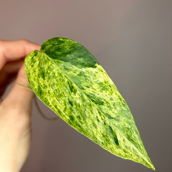 Epimpremnum pinnatum Menthe, pothos panaché, bouture enracinée