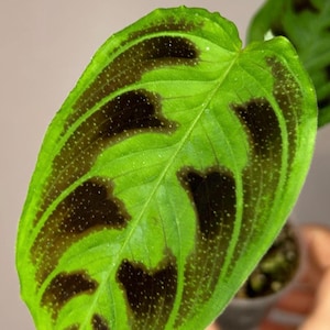 Peut inclure: Gros plan sur une feuille verte vibrante de Maranta leuconeura, également connue sous le nom de plante prieuse. La feuille présente des taches et des veines brun foncé, avec un motif tacheté sur les bords. La plante est une plante d'intérieur populaire.