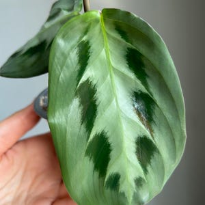 Maranta Cristata ‘Bicolore’