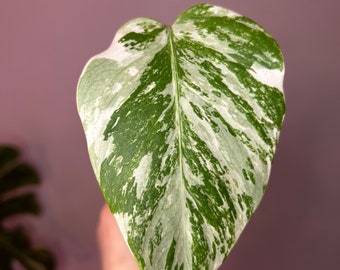 Monstera Albo variegata, small form, monstera borsigiana, cutting