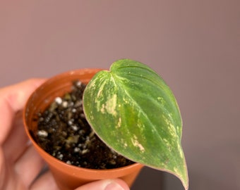 Philodendron 'Pink Micans', plante de base très panachée