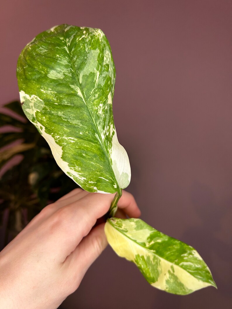 Monstera Lechleriana Albo variegata, boutures image 4