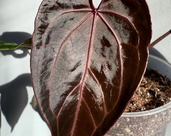Anthurium Red Crystallinum (NSE) x nieznany, młode rośliny