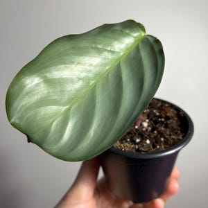 Maranta Cristata ‘Silver sheen’