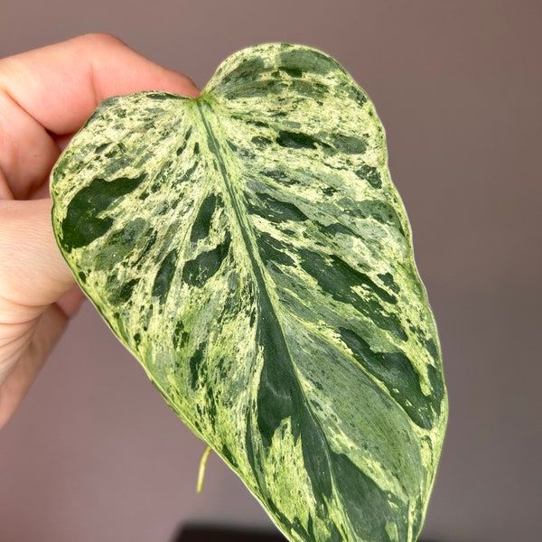 Epipremnum hederaceum variegata, pothos variegato, talee radicate