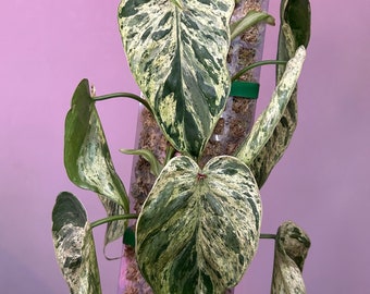Epipremnum hederaceum variegata, Pothos panaché, coupé à la demande, boutures de tige fraîches