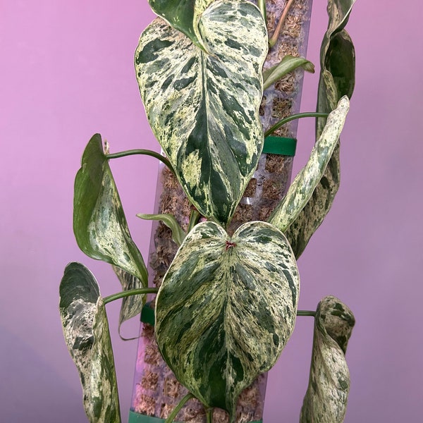 Epipremnum hederaceum variegata, Pothos panaché, coupé à la demande, boutures de tige fraîches