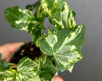 Efeu 'Yellow Ripple' - Hedera helix 'Yellow Ripple', winterhart, gelb-grns  Laub - im Topf 12 cm - Etsy.de