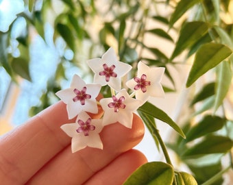 Hoya Bella, cire, fleurs blanches, bouture