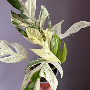 Epimpremnum pinnatum ‘Marble’ variegated aka ‘Marble King’ pothos, super white variegation