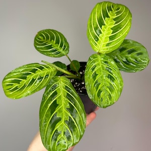 Maranta „Cytrynowo-limonkowa”