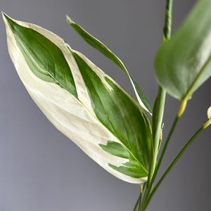 Maranta Arundinacea variegata, rare maranta sp.