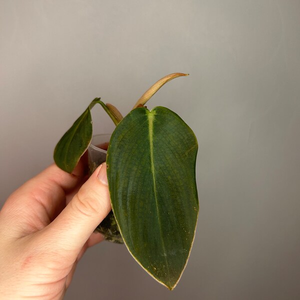 Philodendron Gigas, velvet leaves philodendron, baby plant