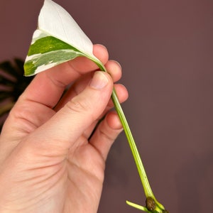 Monstera Lechleriana Albo variegata, boutures Cutting Nr. 2