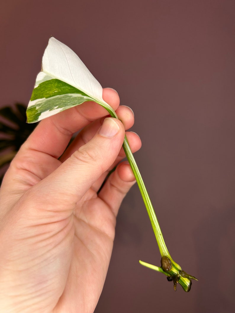 Monstera Lechleriana Albo variegata, boutures Cutting Nr. 2