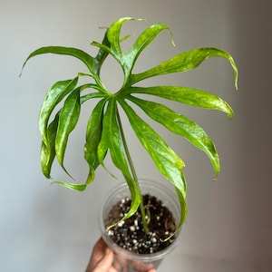 Anthurium pedatoradiatum, Anthurium fingers