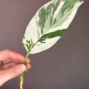 Monstera Lechleriana Albo variegata, talee, taglio fresco Cutting Nr. 1