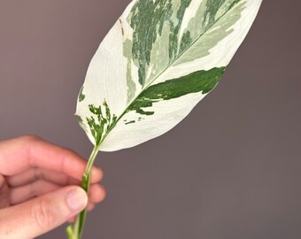 Monstera Lechleriana Albo variegata, talee, taglio fresco