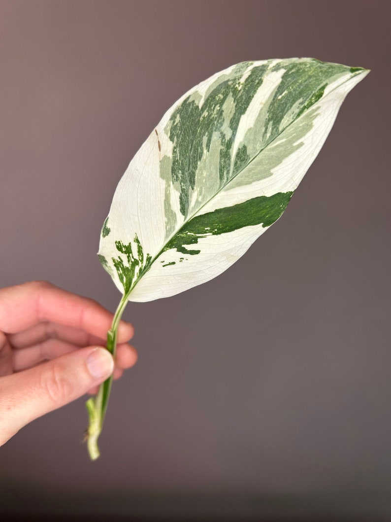 Monstera Lechleriana Albo variegata, talee, taglio fresco Cutting Nr. 1