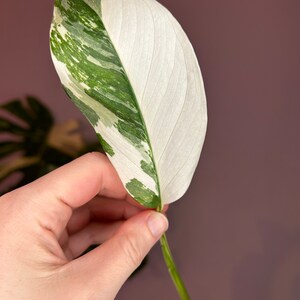 Monstera Lechleriana Albo variegata, boutures Cutting Nr. 1