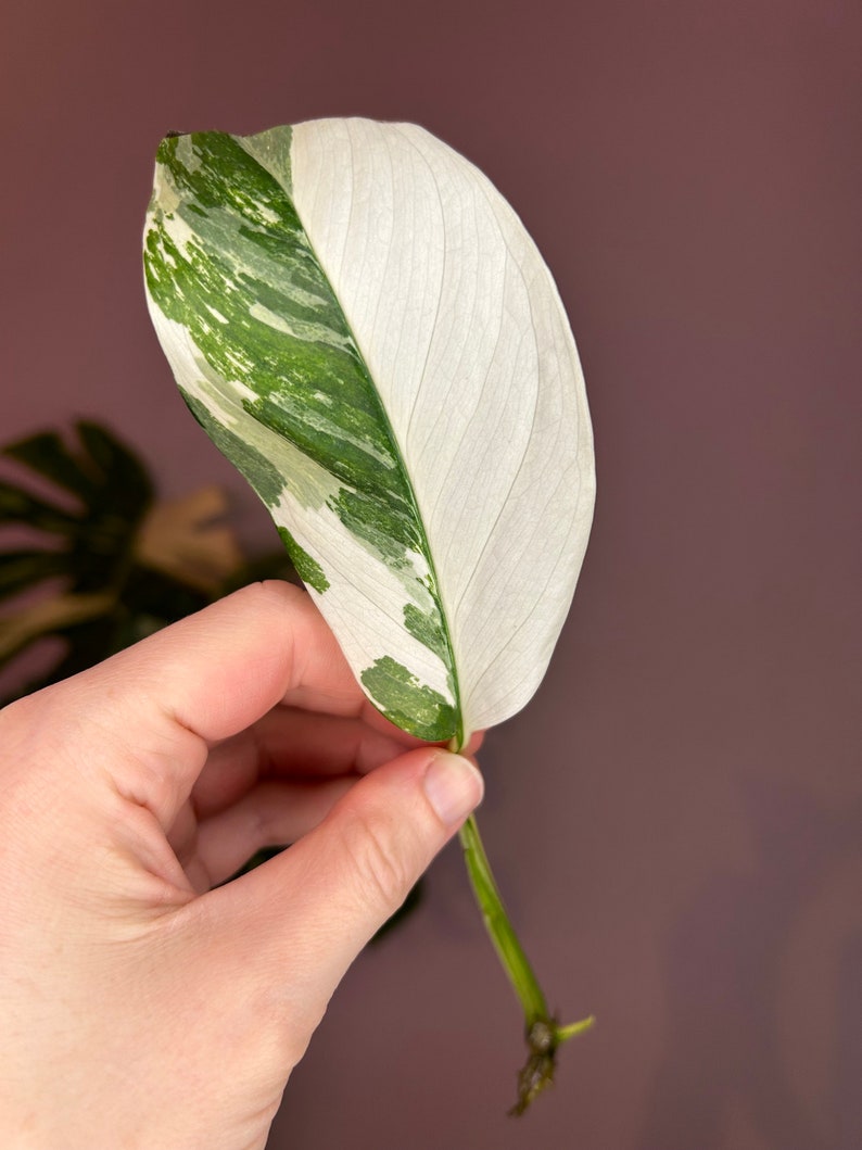 Monstera Lechleriana Albo variegata, boutures Cutting Nr. 1