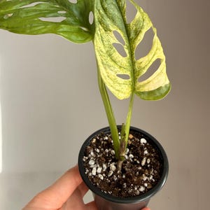 pflege olivenbaum in der wohnung Olivenbaum Olea Europaea XL – vielgrün