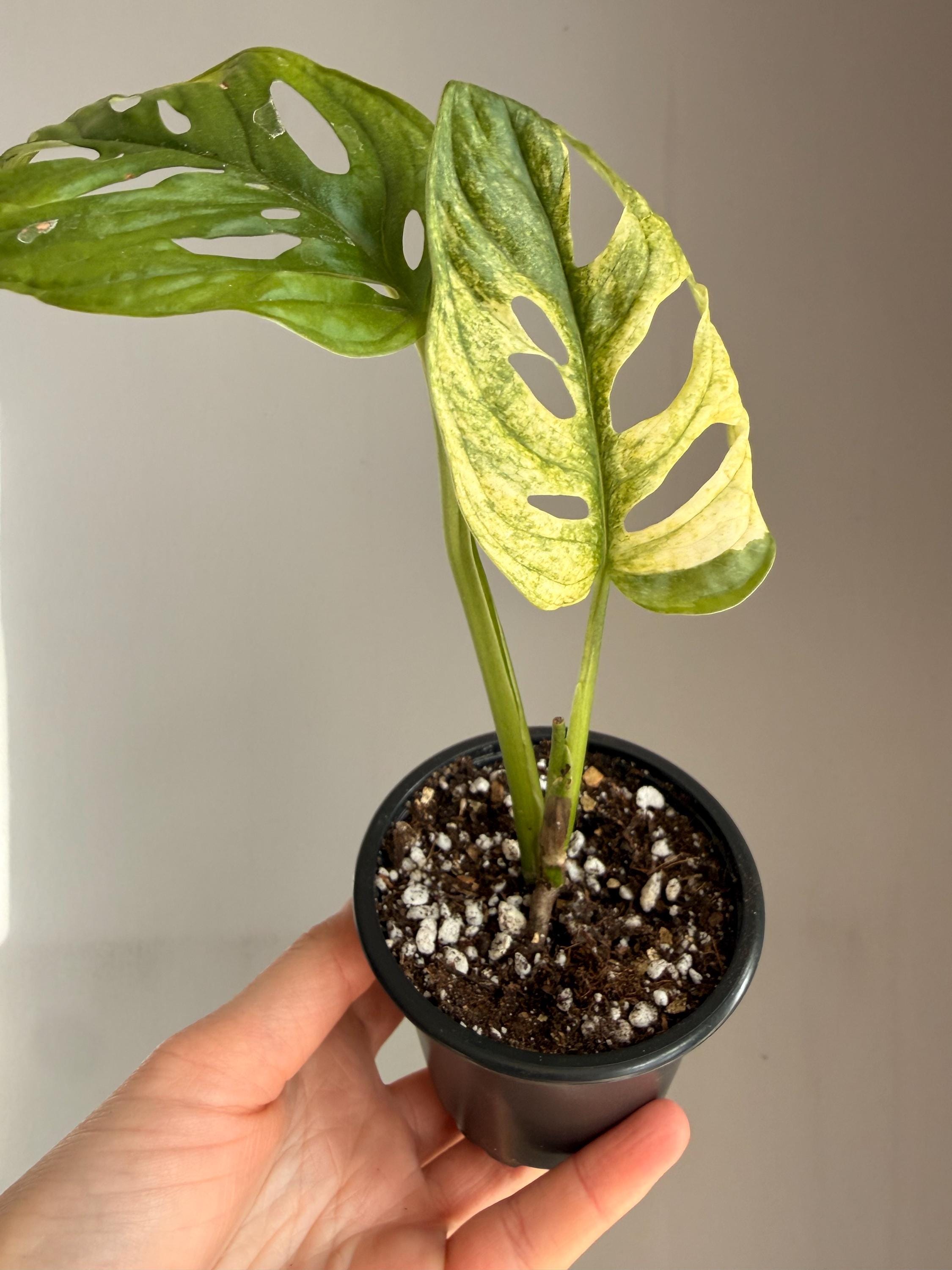 Monstera Adansonii Variegated Archipelago - Etsy Sweden