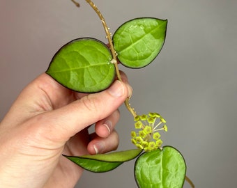 Hoya Parasitica 'Black edge', talea