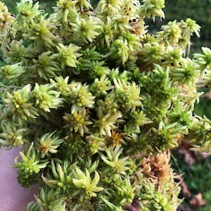 Levend veenmos, vers levend mos, 100% natuurlijk, 500 gram