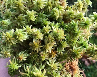 Levend veenmos, vers levend mos, 100% natuurlijk, 500 gram