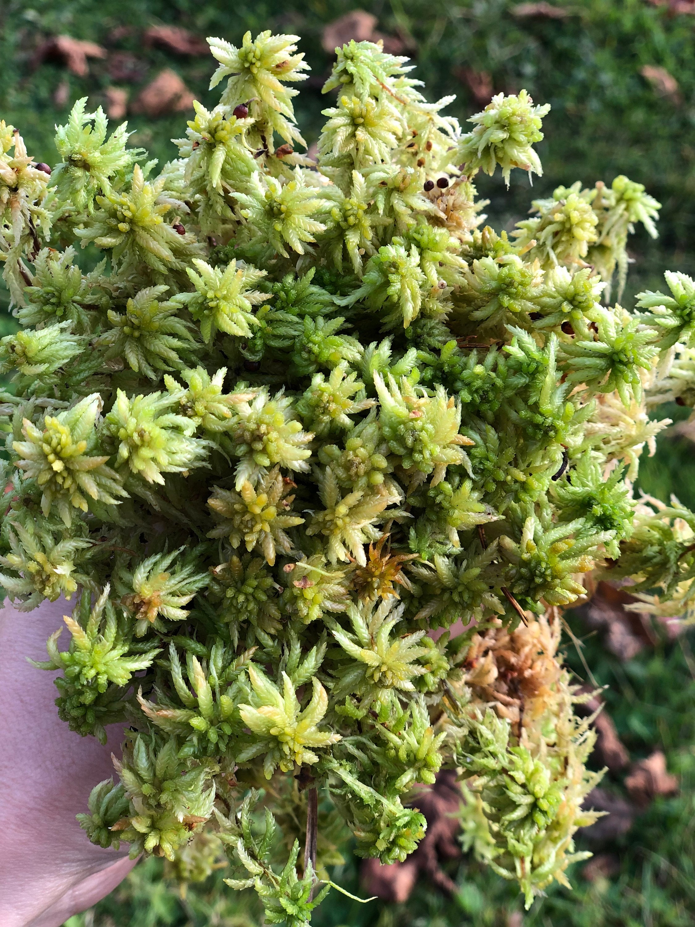 200g Sphaigne Compressée Pour Orchidées, Terrarium Et Plantes - Mousse Naturelle De Qualité
