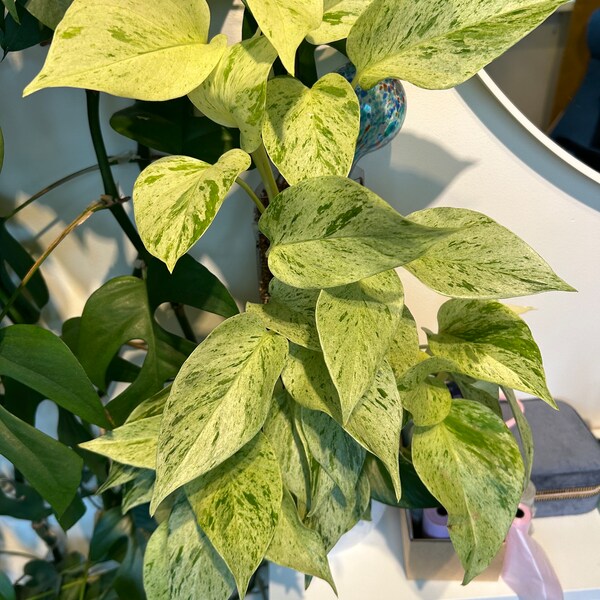 Epipremnum Aureum 'Snow Queen' Pothos 'Snow Queen', bouture