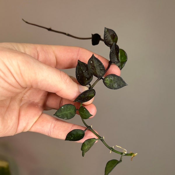 Hoya krohniana 'Black Leaves', wax plant, rooted cuttings