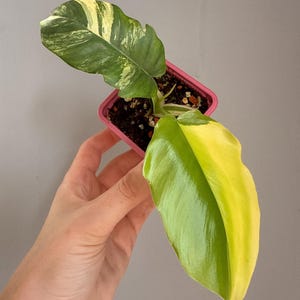 Può includere: Una piccola pianta di Philodendron con due foglie variegate in un vaso quadrato di plastica rosa. Una foglia mostra un mix di macchie verde scuro e giallo crema, mentre l'altra foglia presenta una sezione giallo brillante accanto al verde.