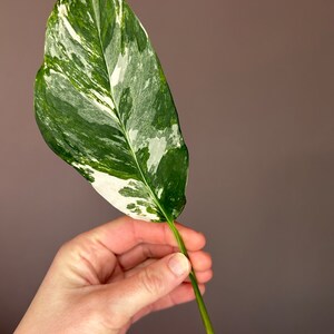 Monstera Lechleriana Albo variegata, talee, taglio fresco Cutting Nr. 3