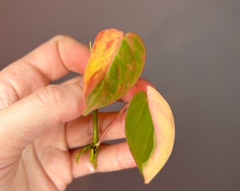 Philodendron 'Pink Micans', muy abigarrado, esquejes