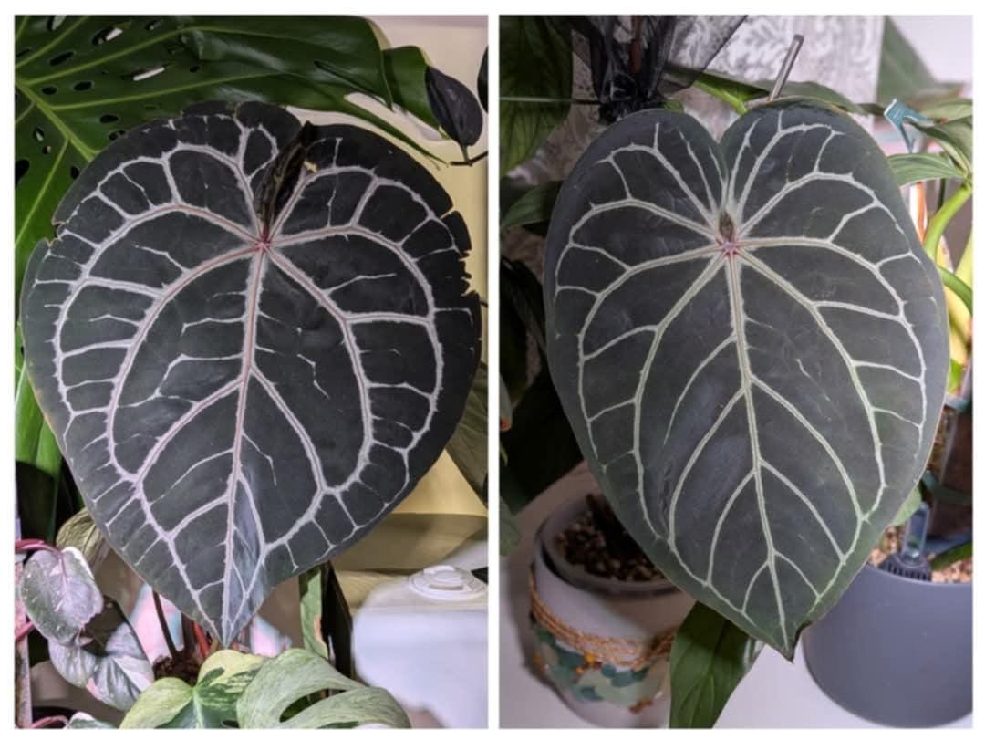 Anthurium Ace of Spades X Luxurians - Etsy Canada