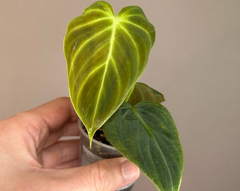 Philodendron ‘Splendid’, baby plant