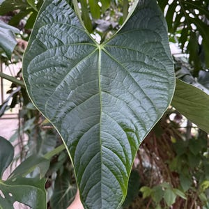 Anthurium Regale Seeds - Etsy