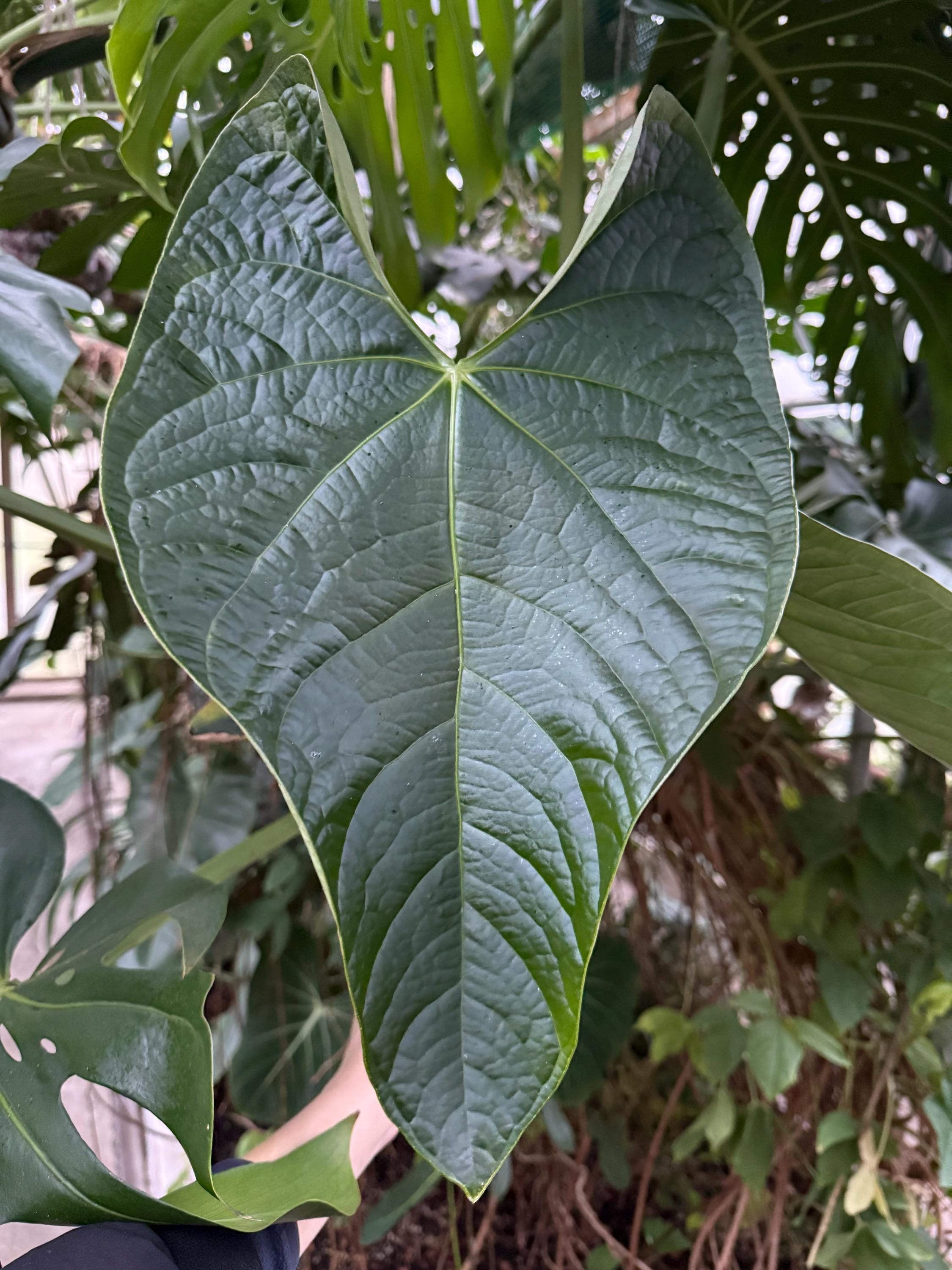 Anthurium Regale X Luxurians - Etsy