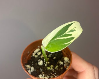 Maranta Arundinacea variegata, planta de colección, maranta rara, planta bebé