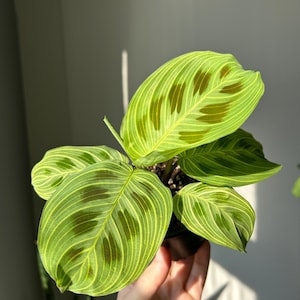 Maranta NO ID “Light veins”
