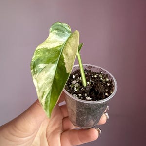 fertilizer sticks for plants Chlora Fertilizer Sticks for Leafy Plants (Pack of 35)  Growth Booste   Kyari.co