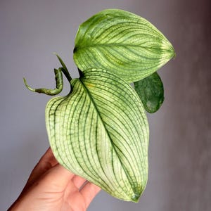 Könnte beinhalten: Eine Philodendron-Pflanze mit zwei herzförmigen Blättern, die ein hellgrünes und silbernes panaschiertes Muster aufweisen. Die Blätter zeigen ein ausgeprägtes, kompliziertes Netzwerk aus dunkelgrünen Adern, mit einem kleinen, eng eingerollten neuen Blatt am zentralen Stiel.