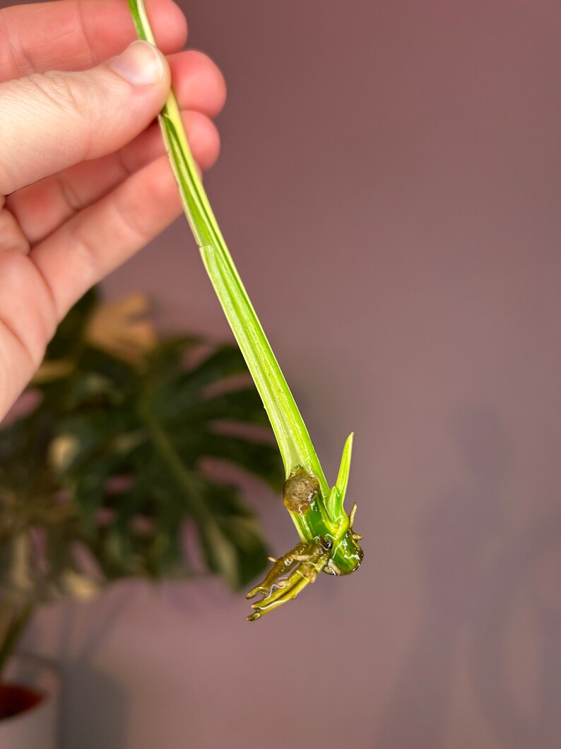 Monstera Lechleriana Albo variegata, boutures image 2