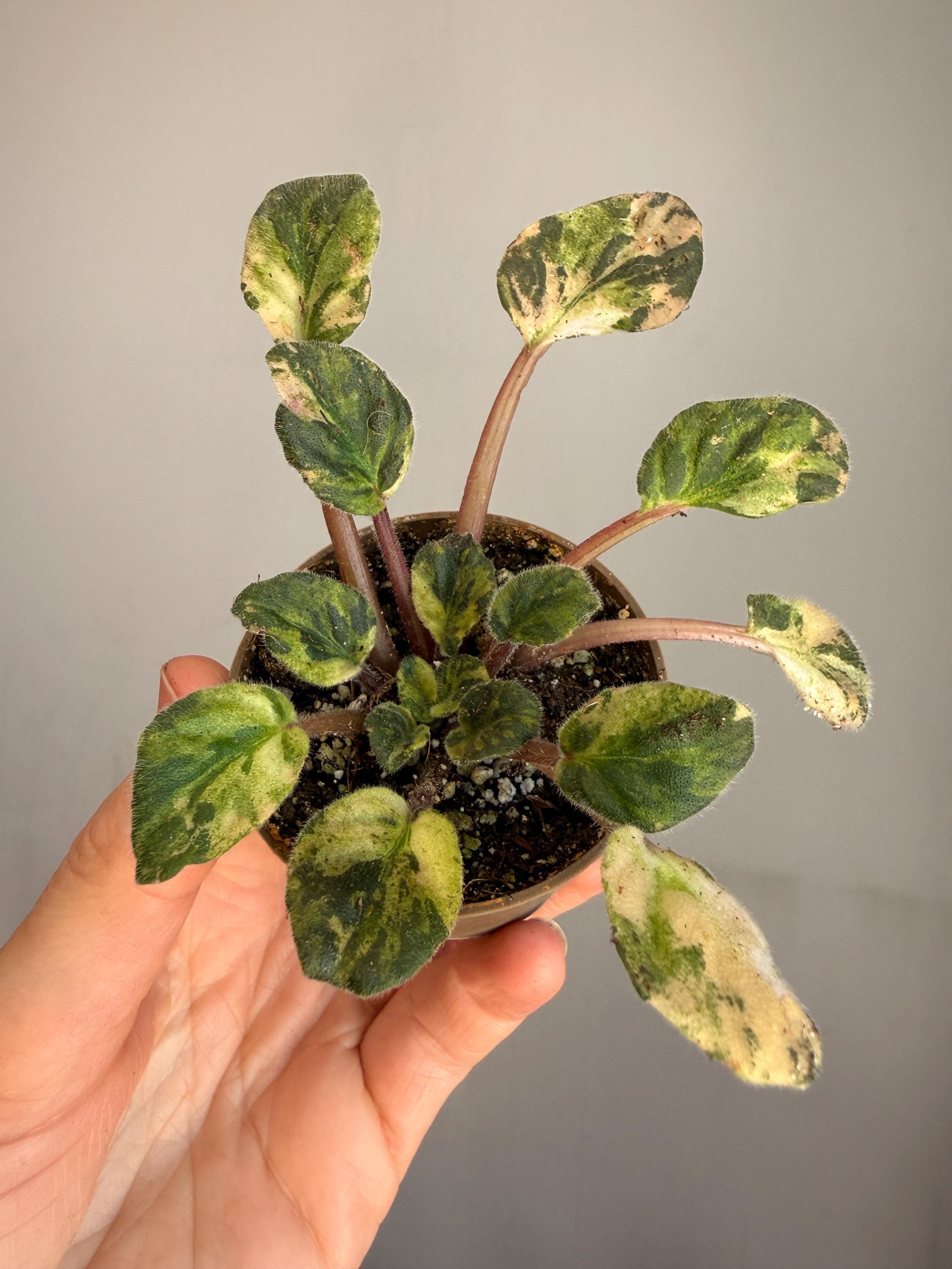 künstlicher olivenbaum 200 cm Künstlicher Olivenbaum kaufen